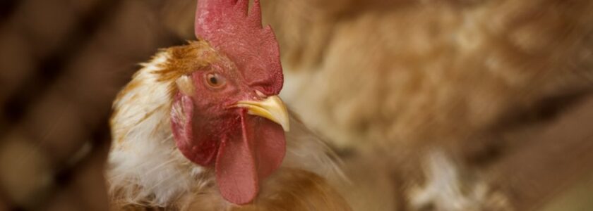 Sabung Ayam Online Yang Memberikan Anda Peluang Menang Besar